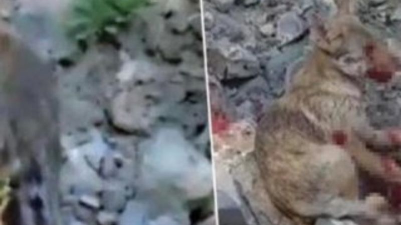 Erzurum'da kurt yavrusuna işkence yapan şahsa ceza