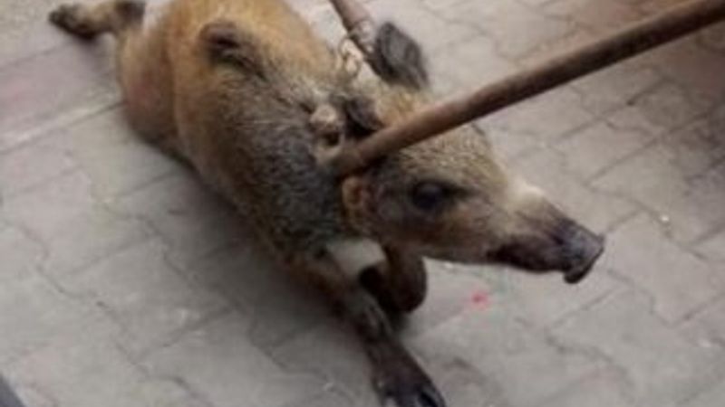 Mersin'de apartmana kaçan domuzu yakaladılar