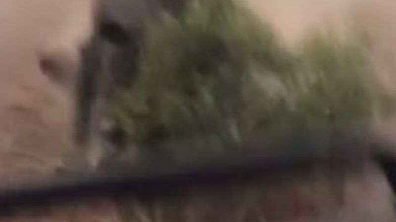 Safari aracını kovalayan öfkeli gergedan