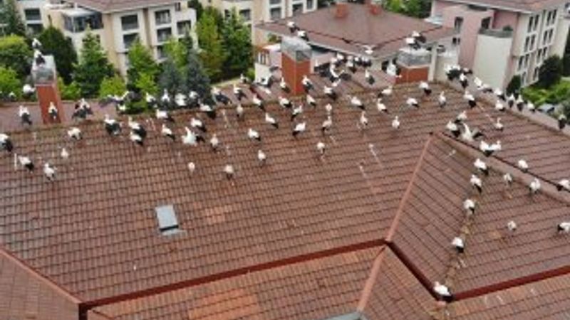 Leylekler yağmura yakalanınca İstanbul'da mola verdi