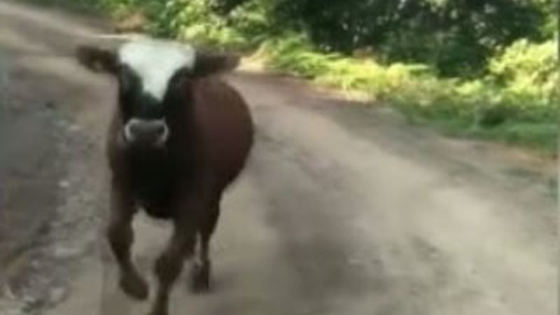 Tosunu haber olsun diye para isteyen Trabzonlu