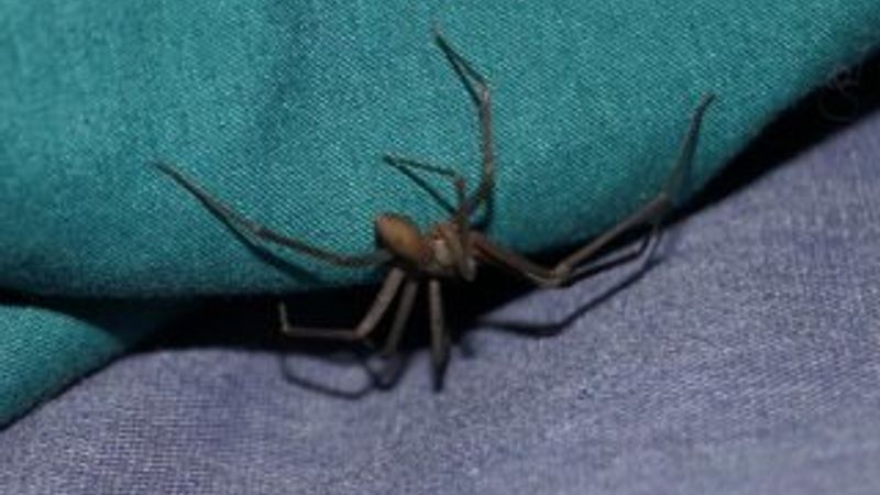 Kulağındakini su zannetti, örümcek çıktı