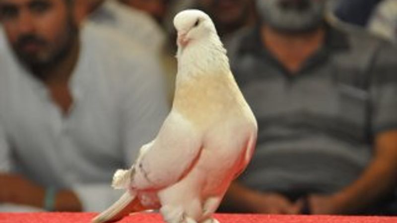 Adıyaman'da otomobil fiyatına güvercinler sergilendi