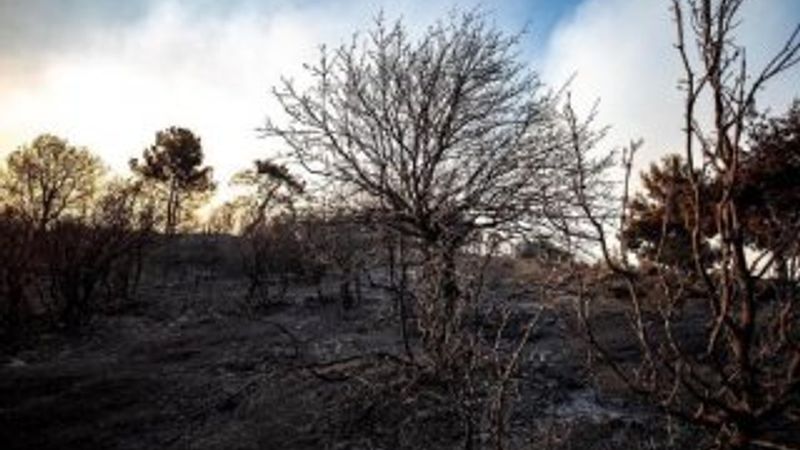 İzmir'de belediyeye göre 5 bin hektar alan kül oldu