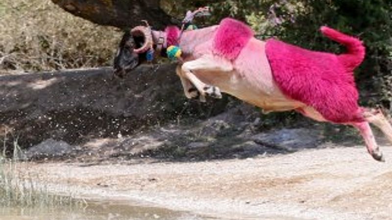 Sudan Koyun Geçirme Yarışması'nın 846.'sı yapıldı