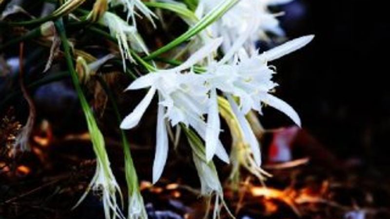 Bodrum'da kum zambağını koparmanın cezası 48 bin 625 lira