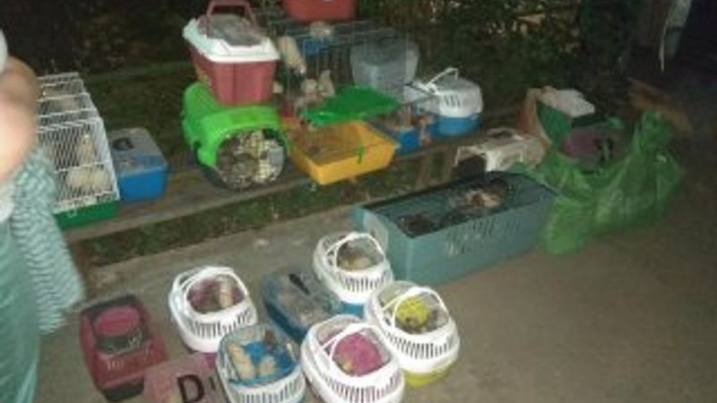 Rus kadının yüzlerce fareyle birlikte yaşadığı ortaya çıktı