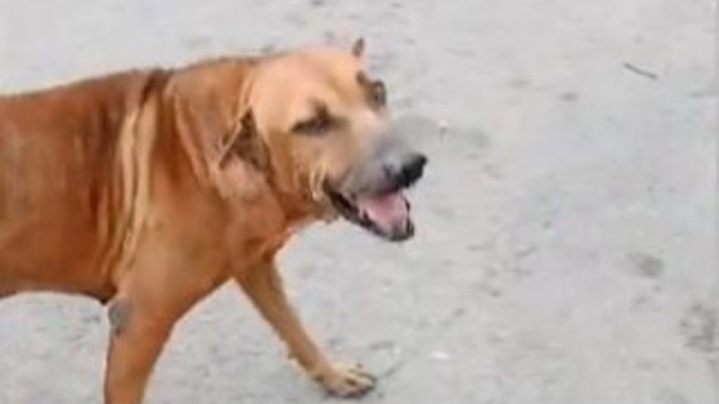 Köpeğin sakatlık numarası güldürdü