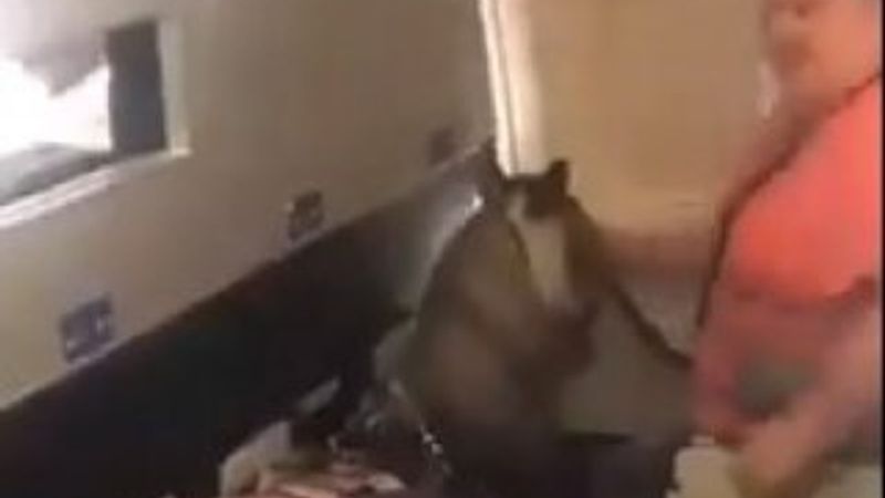 ABD'de uçağa atıyla bindi