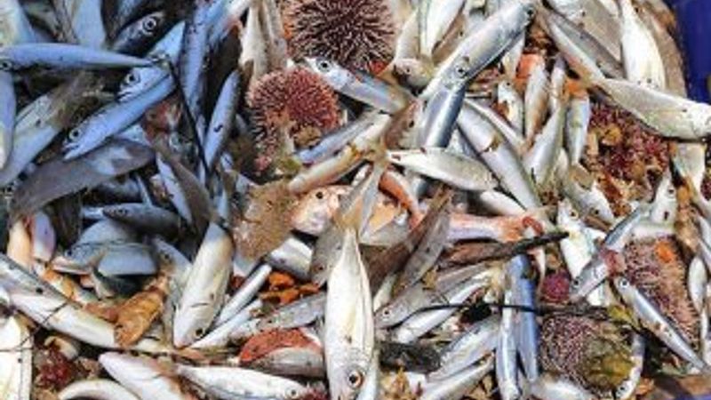 Yasa dışı balık avcılığına 18 milyon lira ceza