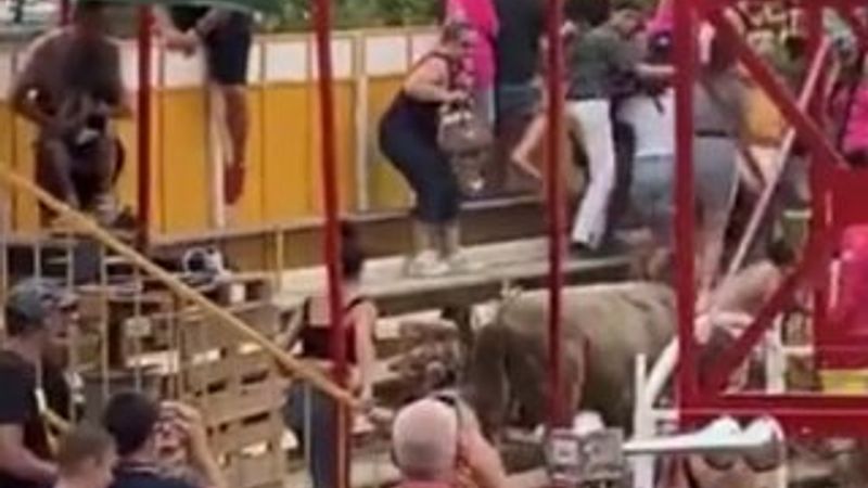 İspanya'da boğa saldırısı