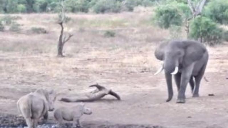 Anne gergedan fil ile burun buruna geldi