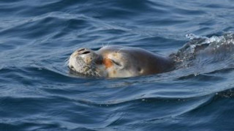 Muğla'da yaralı fok balığına yardım ettiler