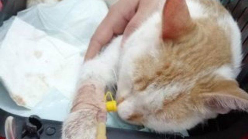 Konya'da kedinin kanıyla çeşme mermerine yazı yazdılar