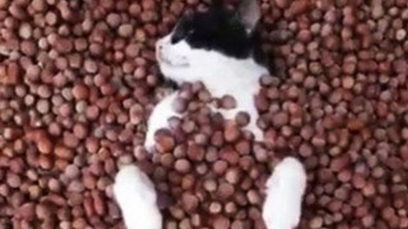 Fındık banyosu yapan kedi