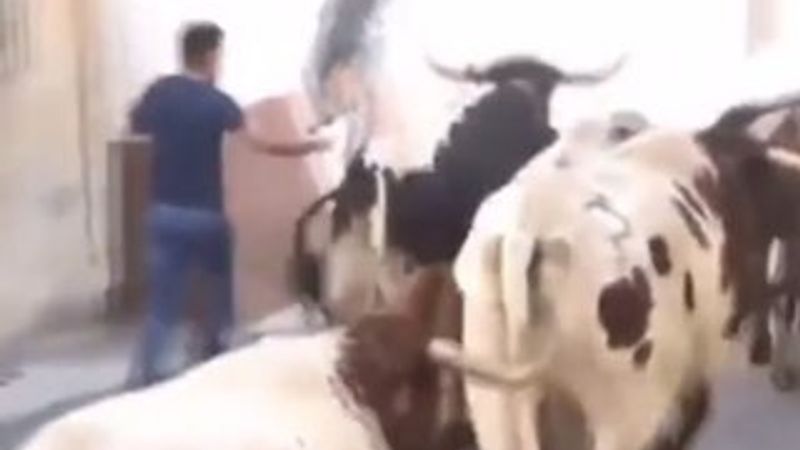 İspanya'da boğa çifte attığı adamı devirdi