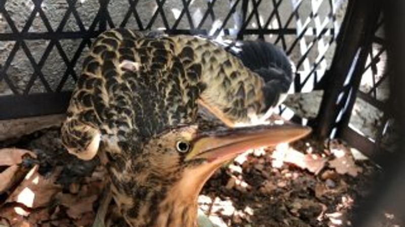Dünyada nesli tükenmekte olan kuş Adıyaman'da bulundu