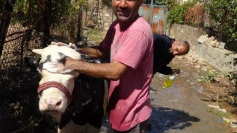Batman'daki hayvan yıkama servisi ilgi görüyor