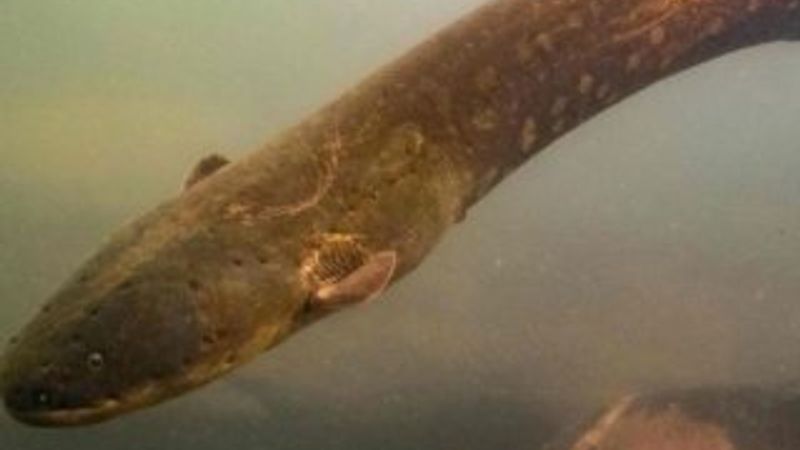 Amazon'da en fazla elektrik üreten canlı keşfedildi