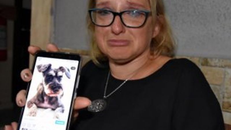 Pitbull süs köpeğini boğarak öldürdü