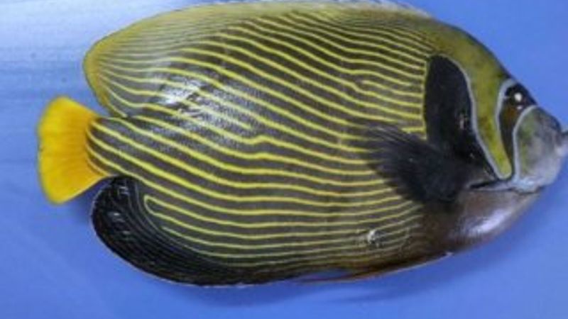 Türkiye'de ilk kez görülen balık Fenerbahçe ismini aldı