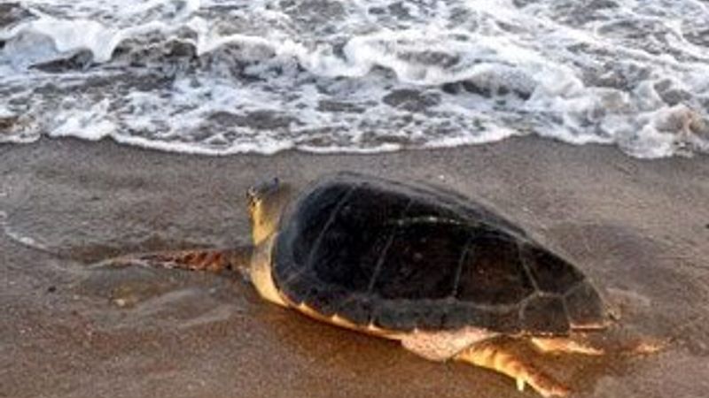 Tedavi edilen caretta carettalar yeniden denize kavuştu