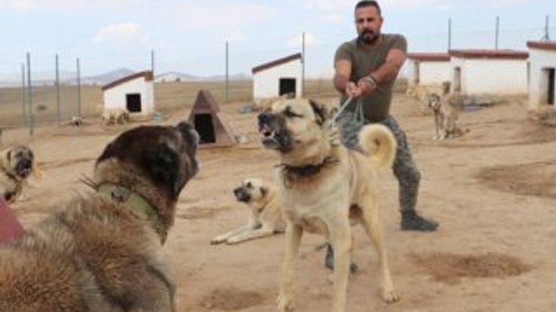 Kangal köpekler şimdi de sınırları koruyacak