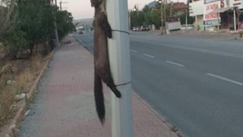 Gelinciği yol kenarındaki direğe bağladılar
