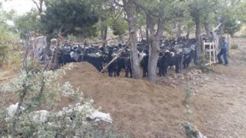 Afganistan uyruklu çoban cinayete kurban gitti