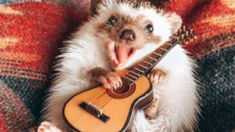 1,5 milyon takipçili dünyanın en mutlu kirpisi