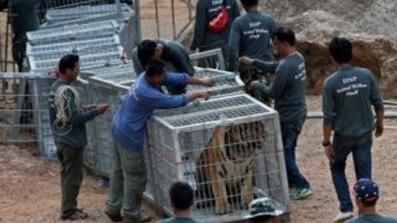 Budistlerin Kaplan Tapınağı'ndan kurtarılan 86 kaplan öldü
