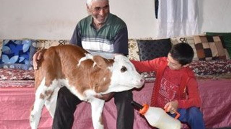 Üç ayaklı buzağıya bebekleri gibi bakıyorlar