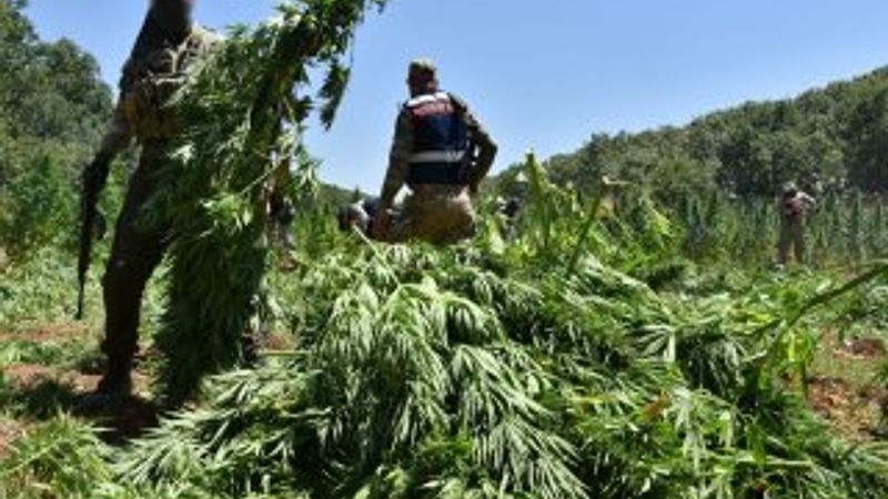 1 ton esrar, 6 milyon 718 bin kenevir ele geçirildi