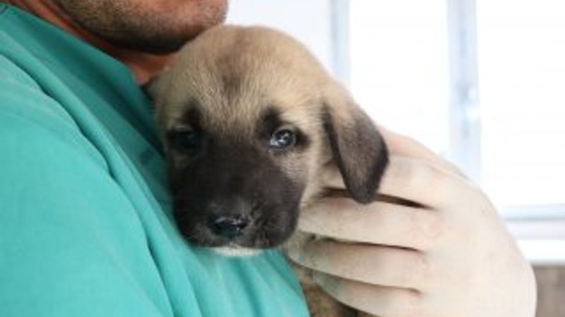 4 yavru köpeği çuvala koyup kuyuya attılar