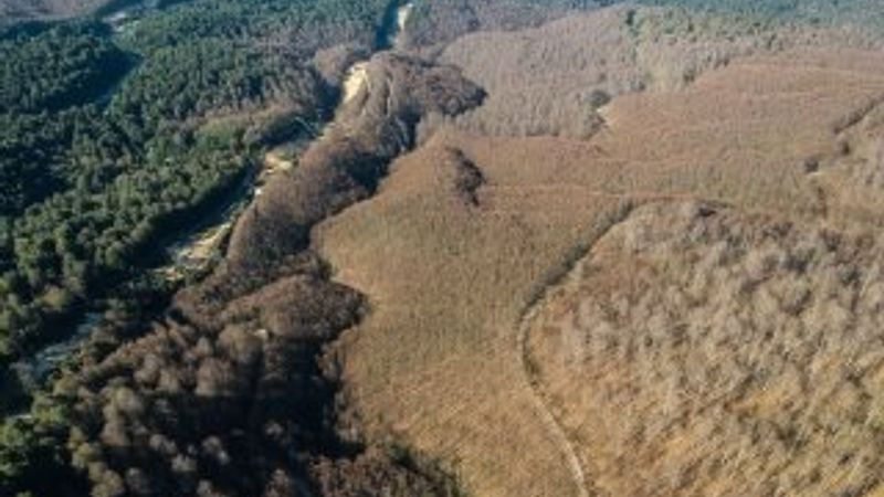 Tırtıllar ormandaki ağaçların yapraklarını yedi bitirdi