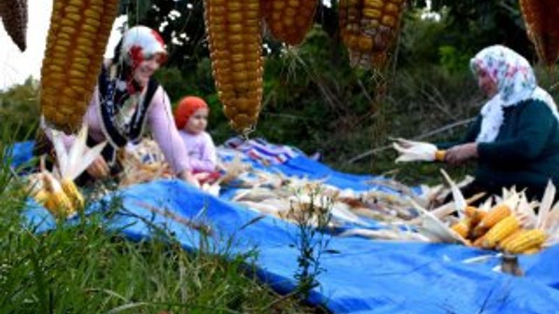 Atadan mirası tohumlarla imce usulü mısır hasadı