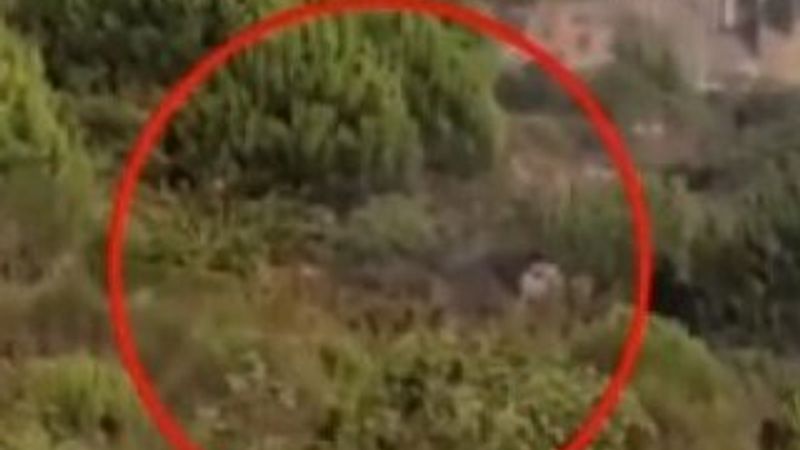 Pendik'teki ormanı kundaklayan zanlı tutuklandı