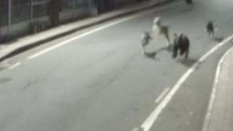 Rize’de köpekler bir olup yavru ayıyı kovaladılar