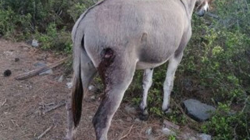 Muğla'da aranan eşek silahla vuruldu