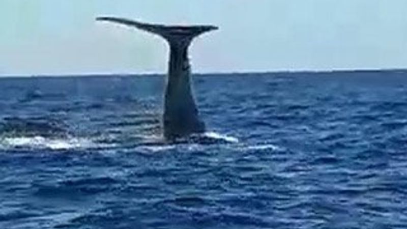 Alaçatı açıklarında balina heyecanı