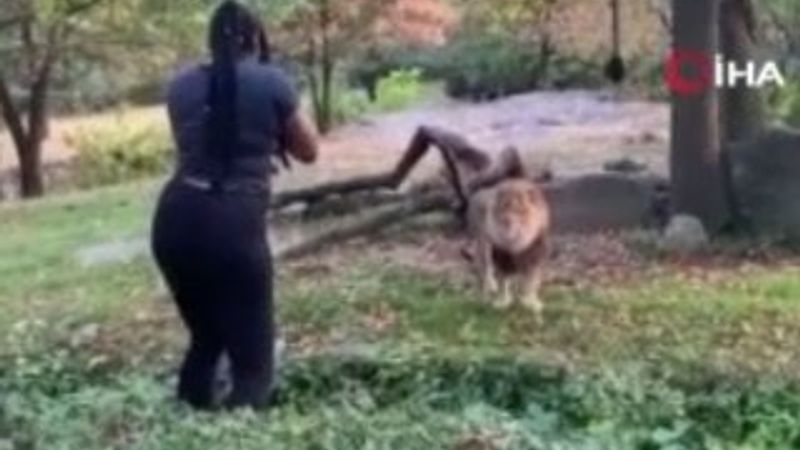 ABD'li kadının aslan karşısındaki tehlikeli dansı