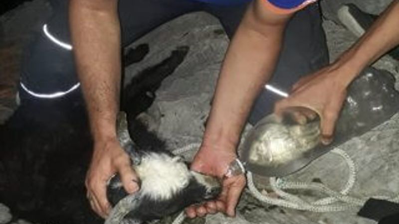 4 gündür kayalıklarda mahsur kalan oğlak kurtarıldı