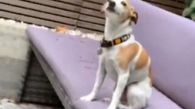 Sahibini kıskanıp çaktırmamaya çalışan köpek