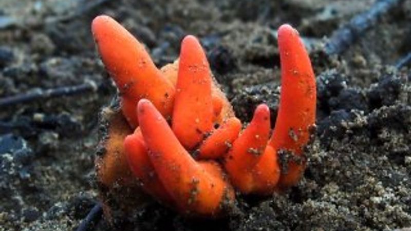 Avustralya'da 'beyin yiyen' mantar bulundu