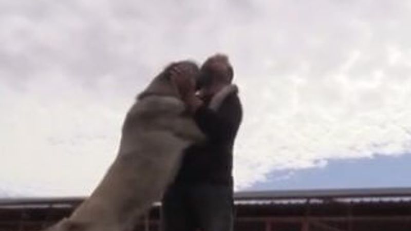 Çiftliğinde Anadolu'ya has çoban köpeklerini yetiştiriyor