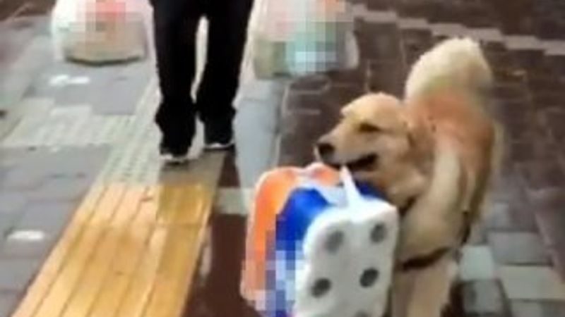 Çanakkale'de sahibine yardım eden köpek