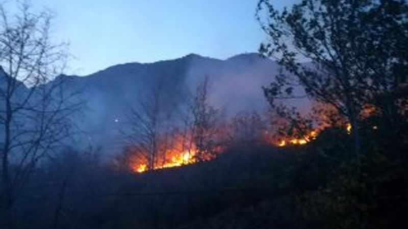 Erzincan'da meyve ağaçları kül oldu