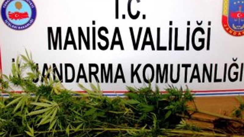 Manisa'da devriye gezen ekipler Hint keneviri buldu