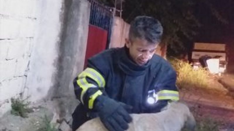 İki duvar arasında sıkışan köpek kurtarıldı