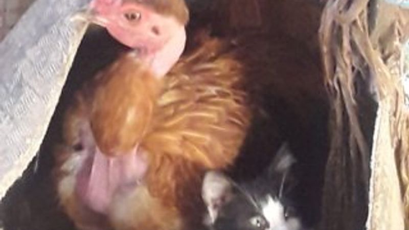 Muğla'da yavru kediyi sahiplenen tavuk